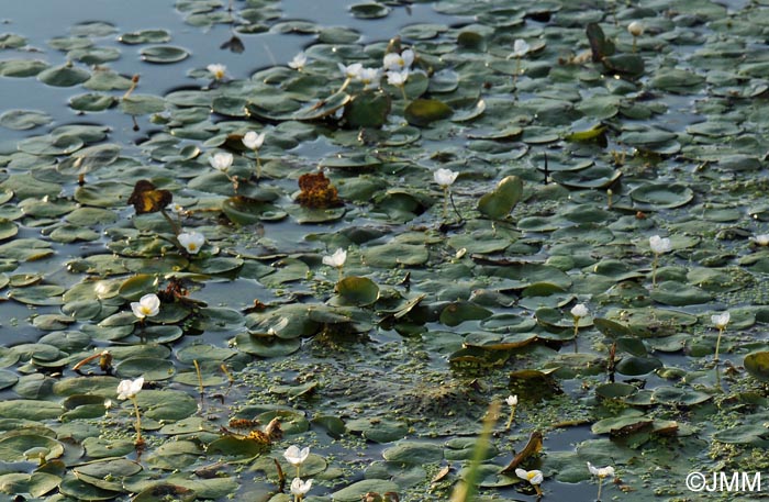 Hydrocharis morsusranae